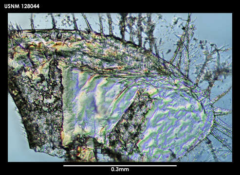 Image of Skogsbergiella macrothrix Kornicker 1975