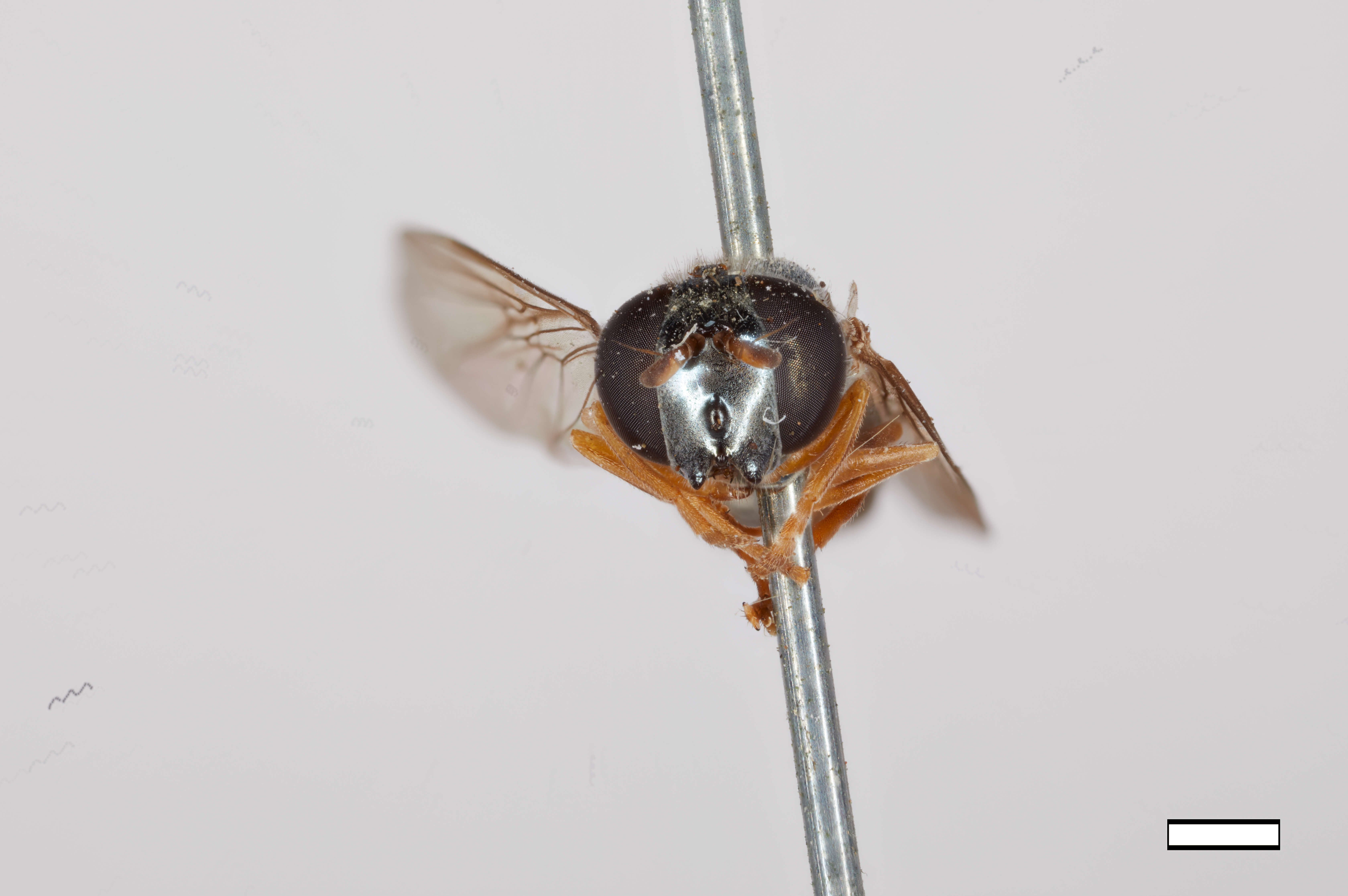 Image of Platycheirus willistoni (Goot 1964)