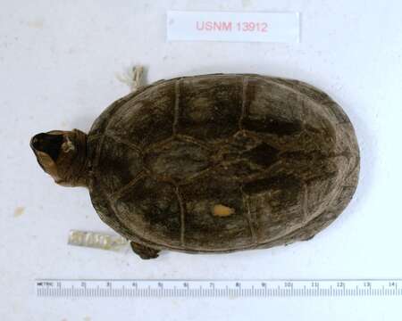 Image of Red-cheeked Mud Turtle