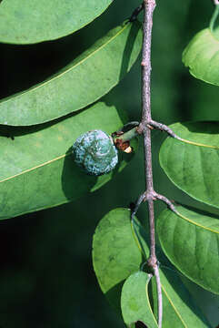 Слика од Salacia impressifolia (Miers) A. C. Sm.