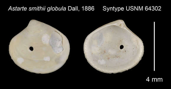 Image of Astarte globula Dall 1886