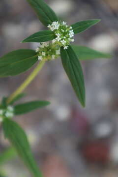 Image of Tropical Girdlepod