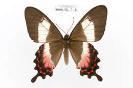 Parides ascanius (Cramer (1775)) resmi