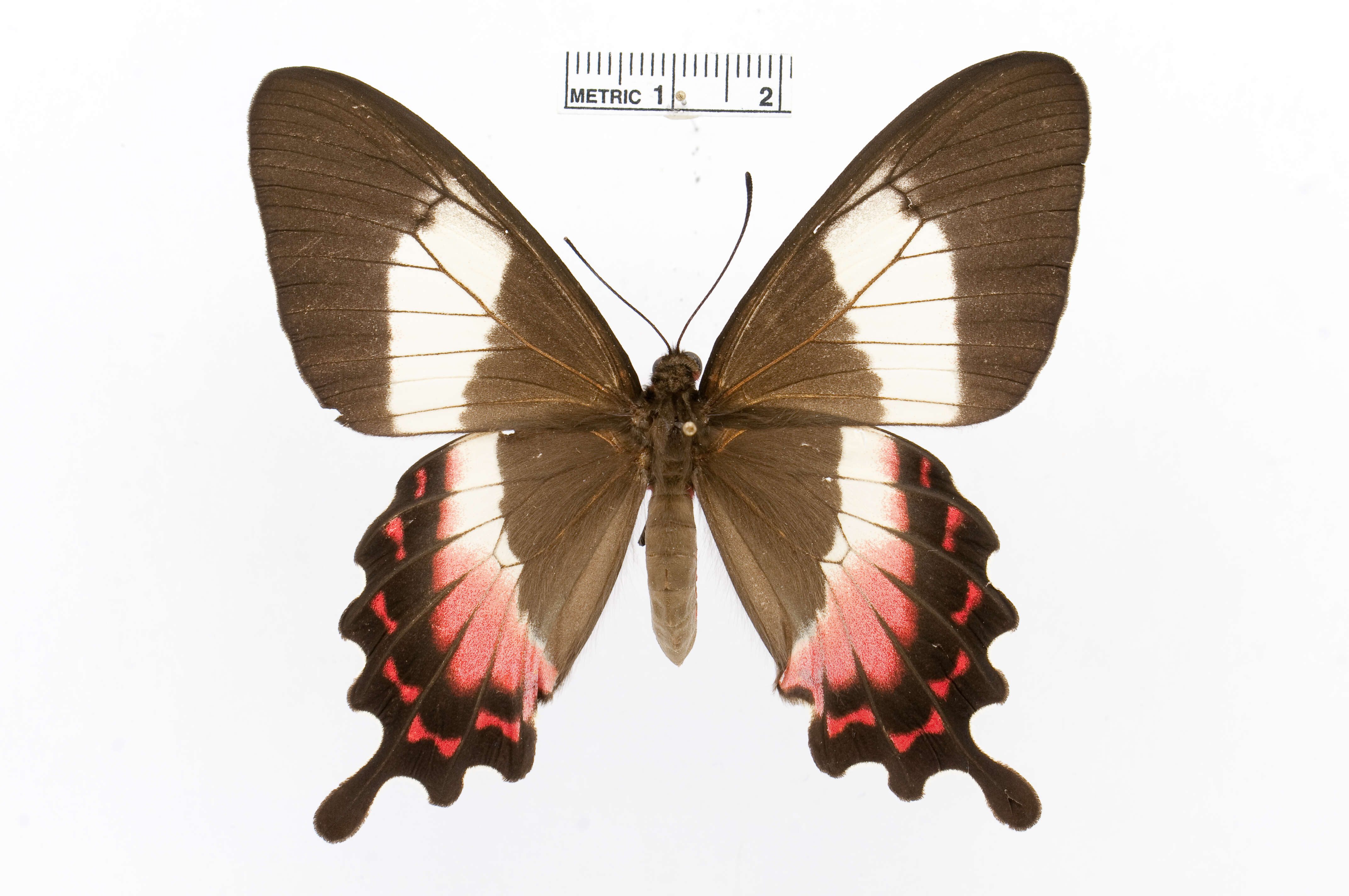 Parides ascanius (Cramer (1775))的圖片