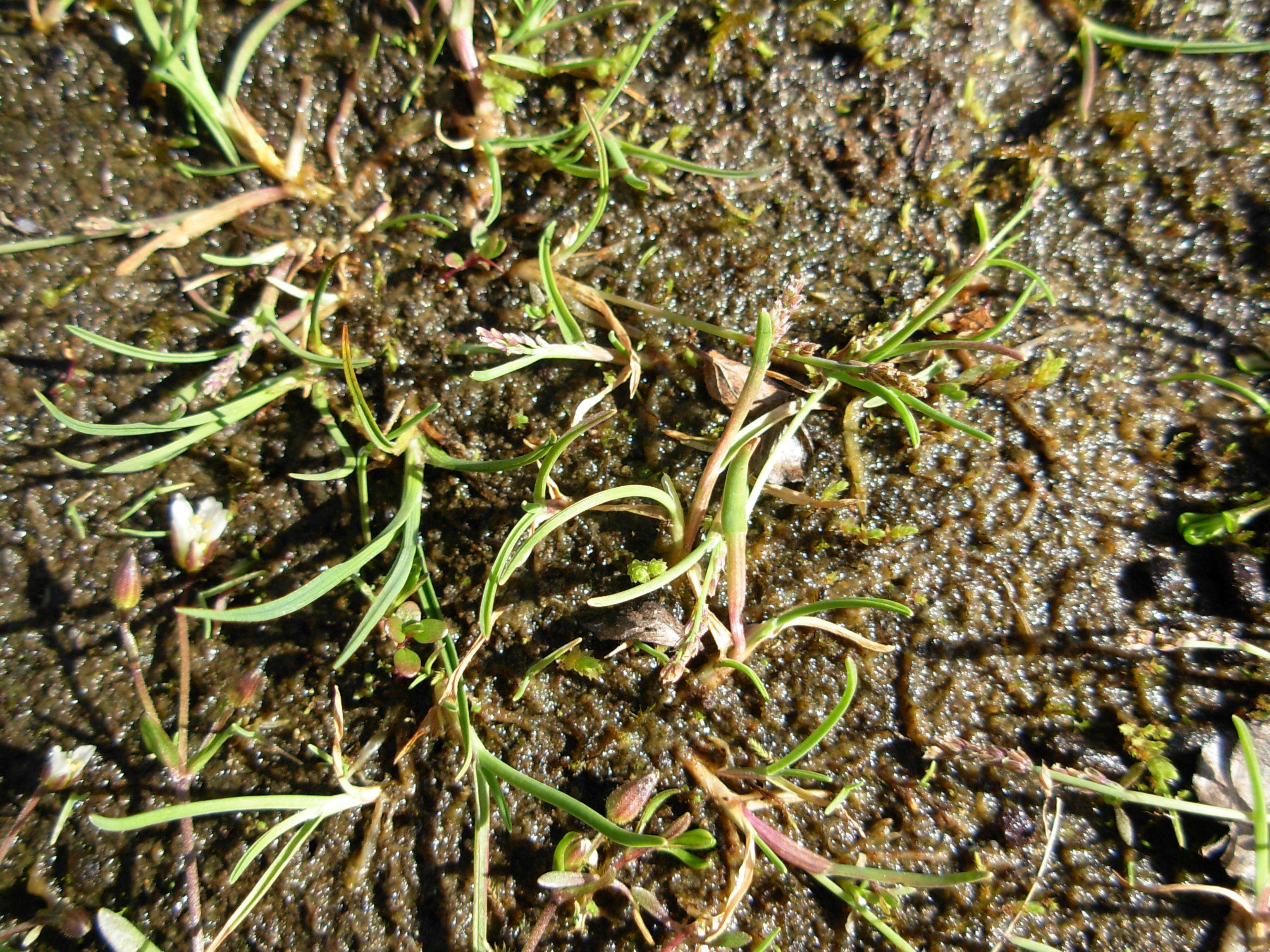 Image of Ice Grass