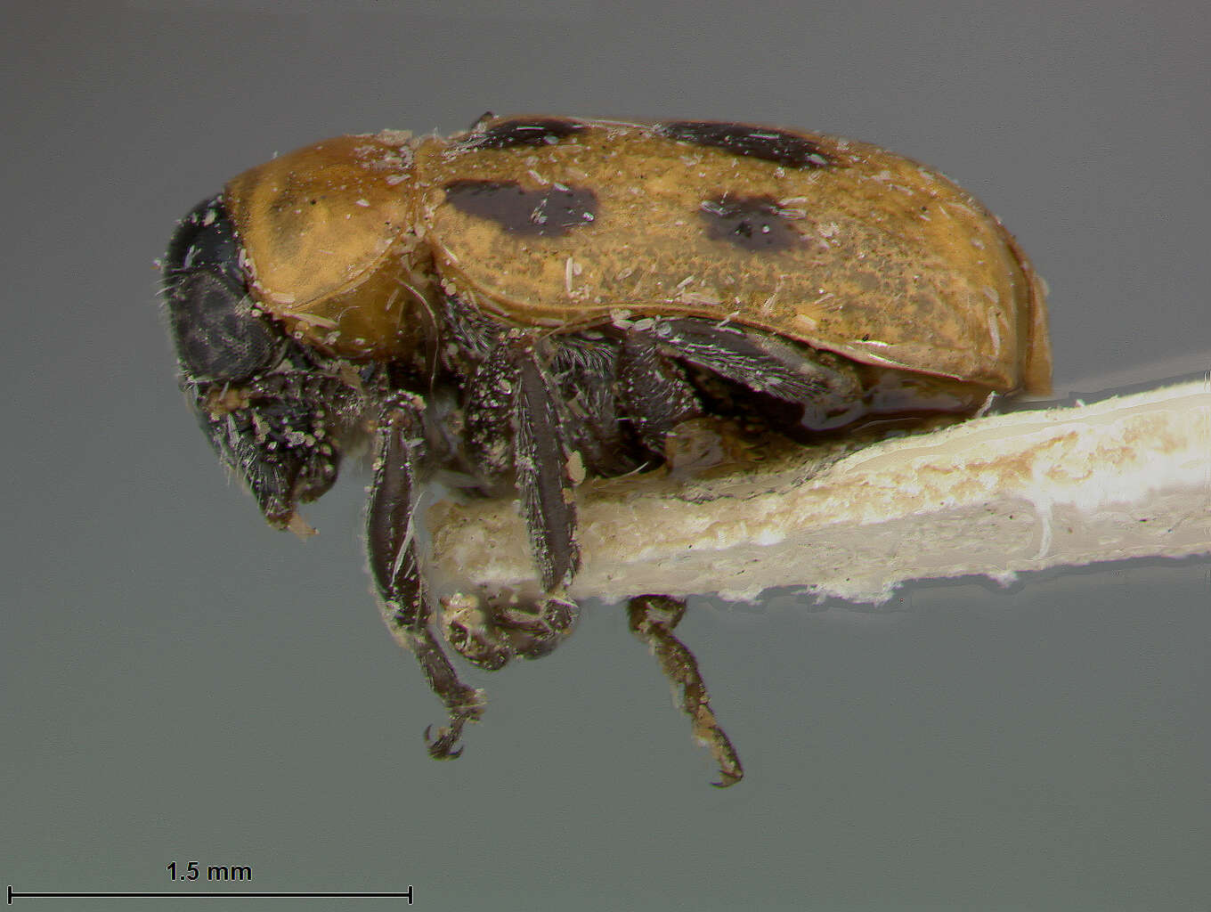 Image of Coptocephala dilatipes