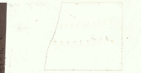 Image of Loligo Lamarck 1798