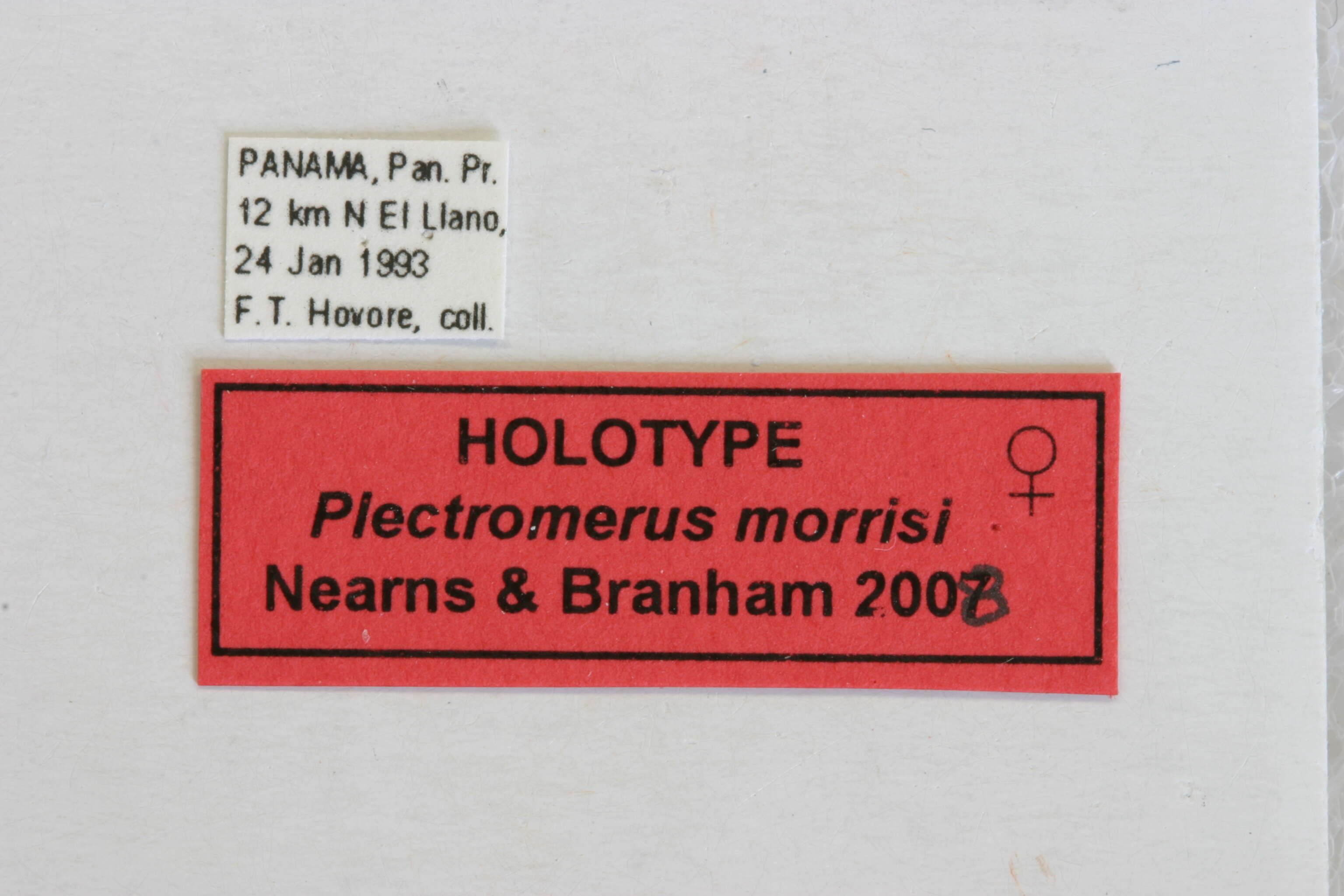 Image of Plectromerus morrisi Nearns & Branham 2008