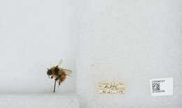 Image de Bombus sylvicola Kirby 1837