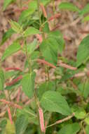 Image de Acalypha lovelandii (McVaugh) McVaugh