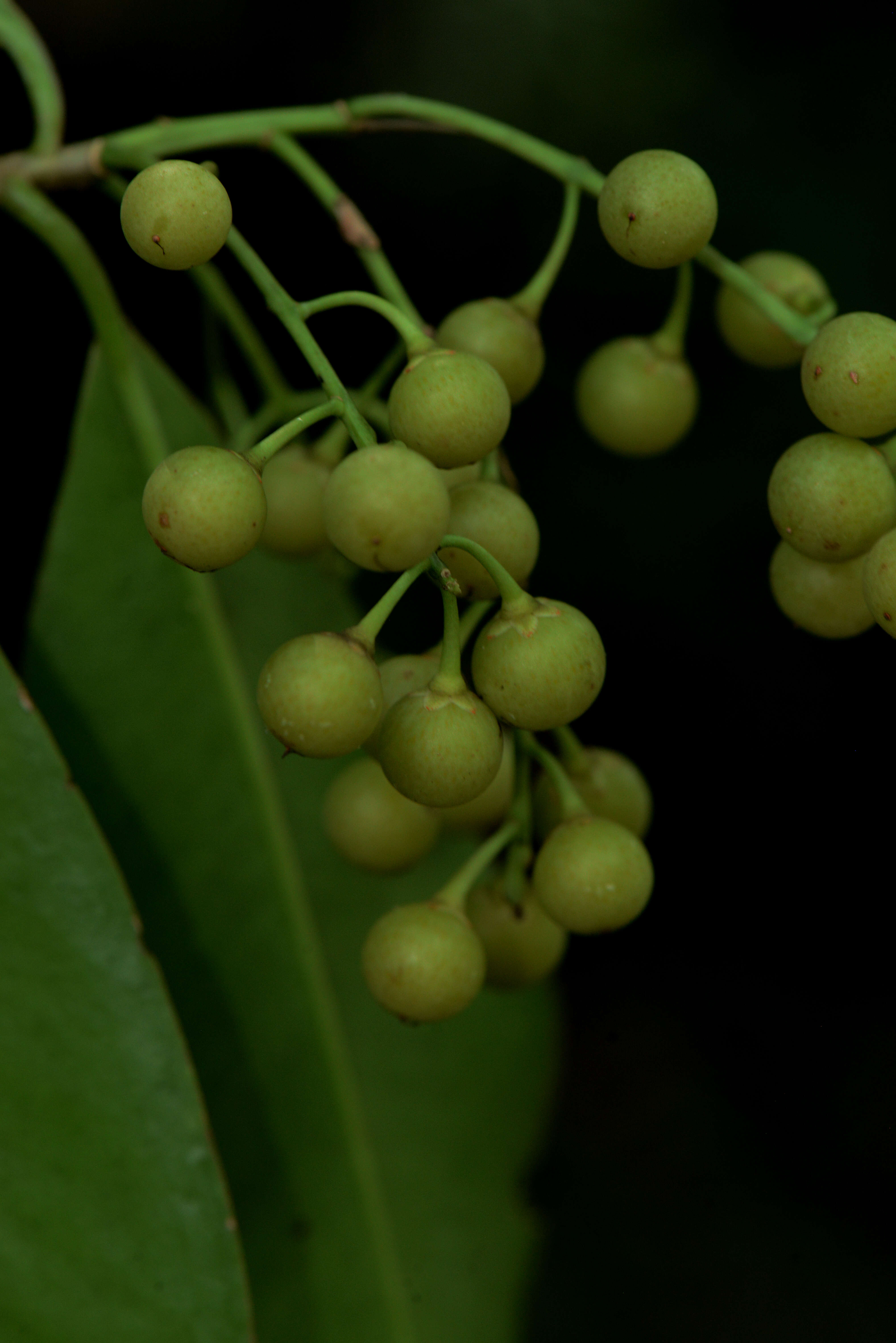 Image of Ardisia paschalis J. D. Smith