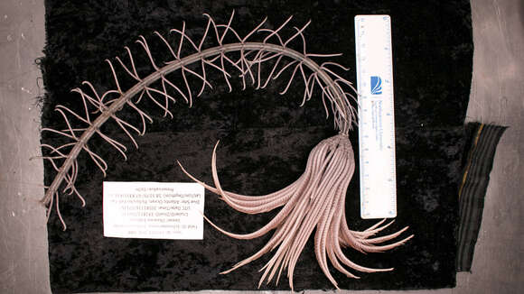 Слика од Endoxocrinus subgen. Endoxocrinus AH Clark 1908