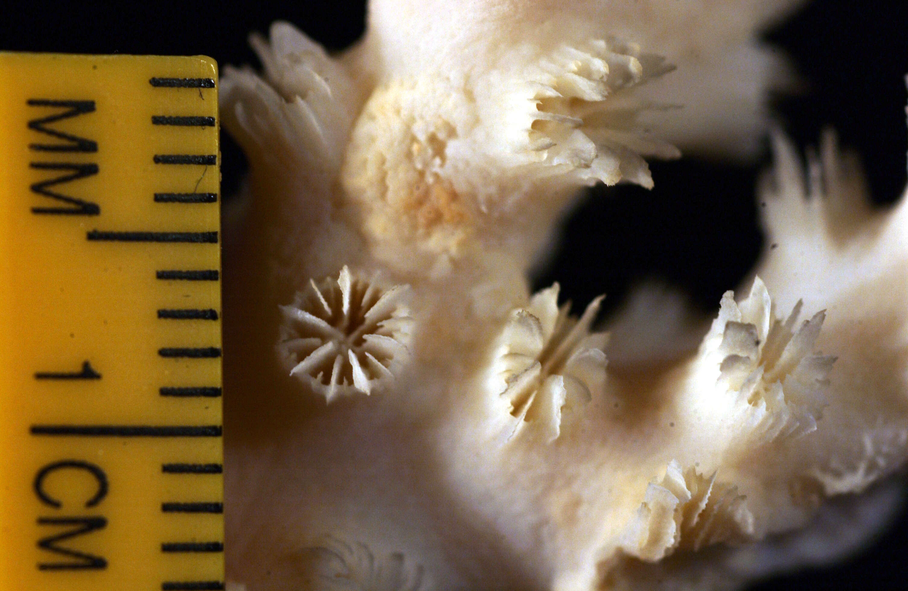 Image of Scalpel Coral