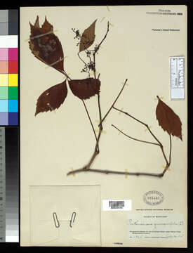 Image of Virginia creeper