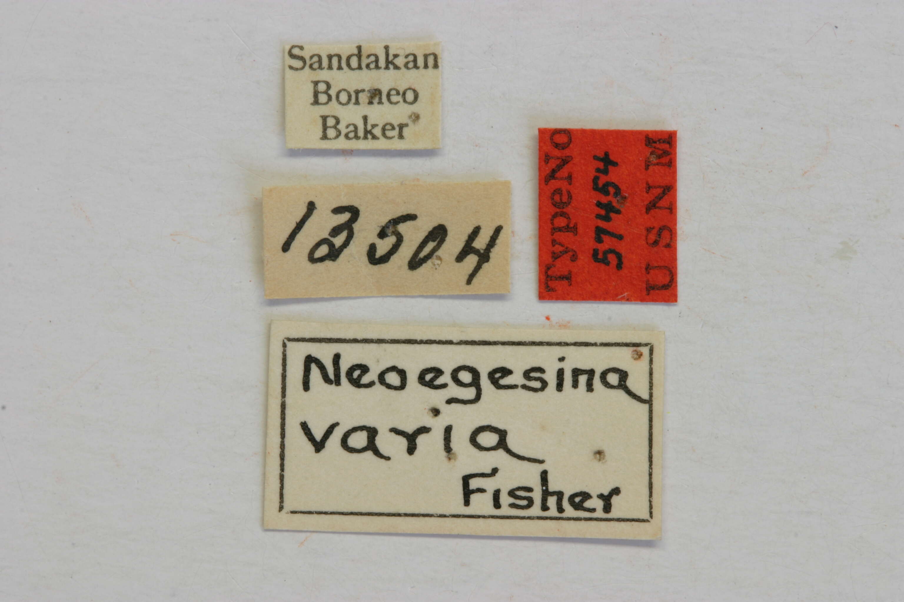 Image of Egesina varia (Fisher 1925)