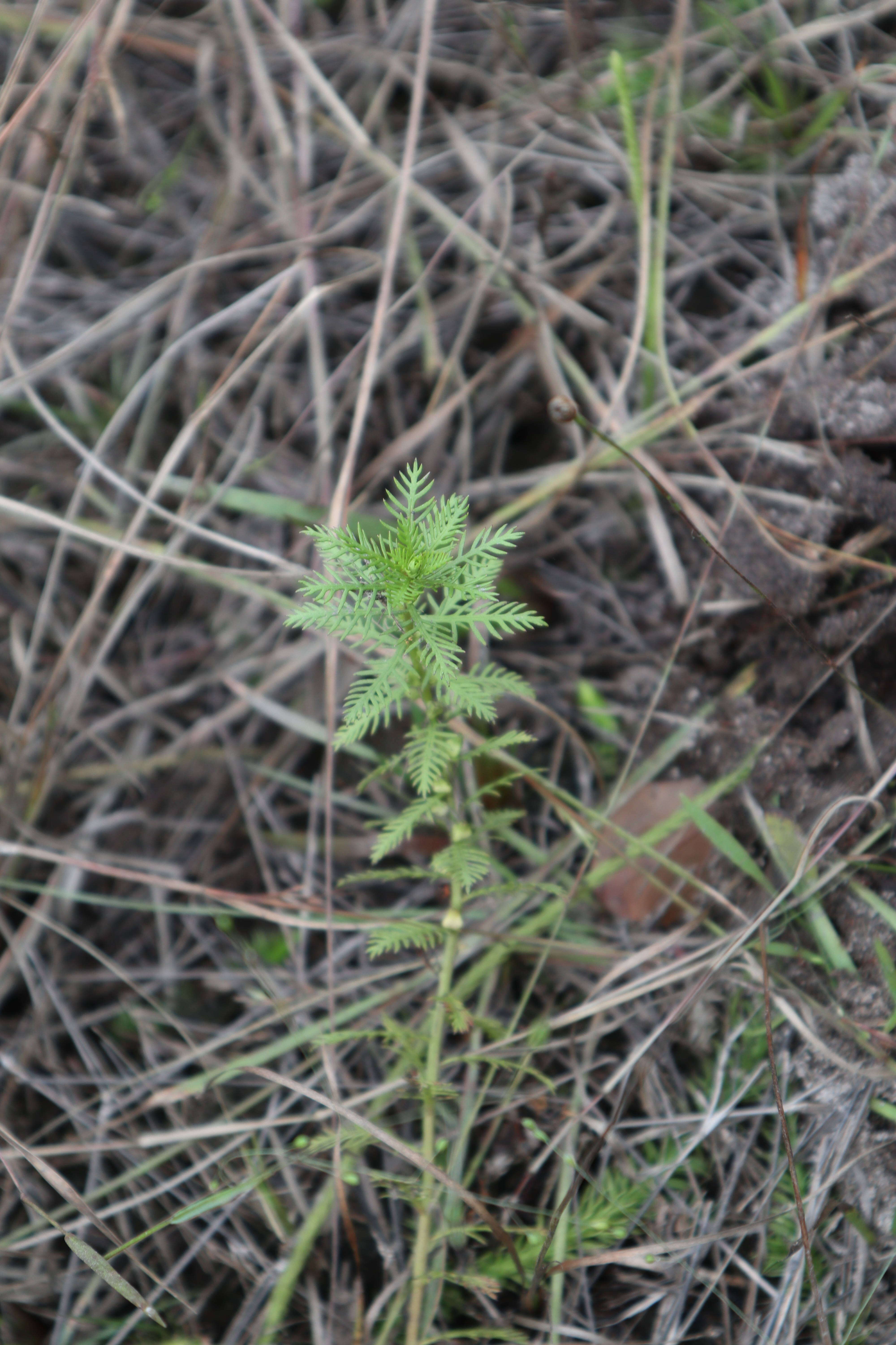 Proserpinaca pectinata Lam. resmi