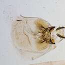 Image of Thaumatopsis lagunella Dyar 1912