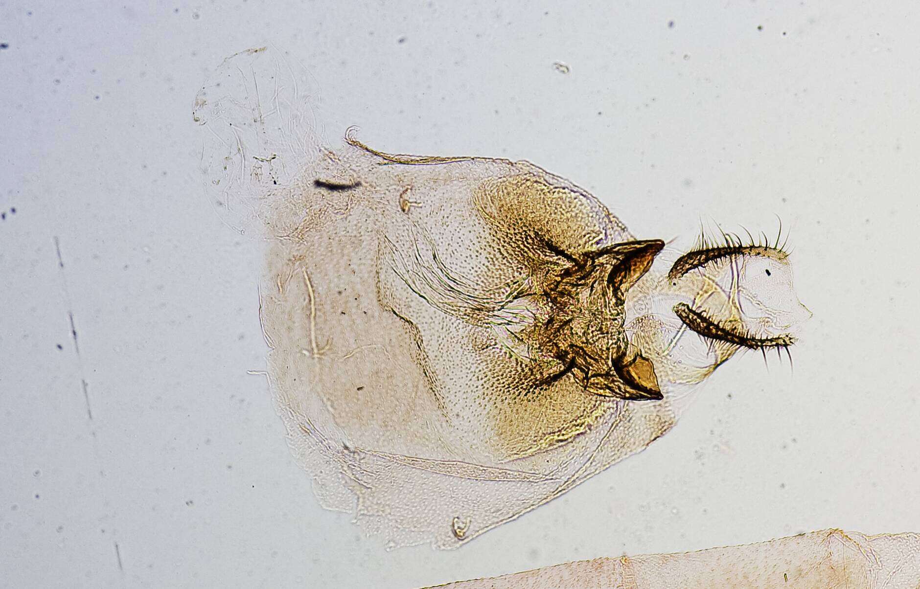 Image of Thaumatopsis lagunella Dyar 1912