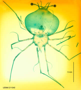 Image of Scyllarus Fabricius 1775