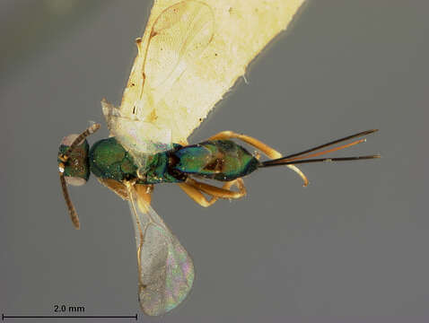 Torymus persimilis Ashmead 1894 resmi