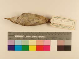 Image of Oriental Reed Warbler