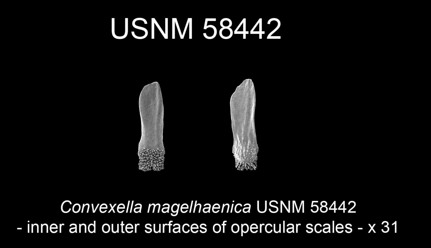 Image of Convexella magelhaenica (Studer 1879)