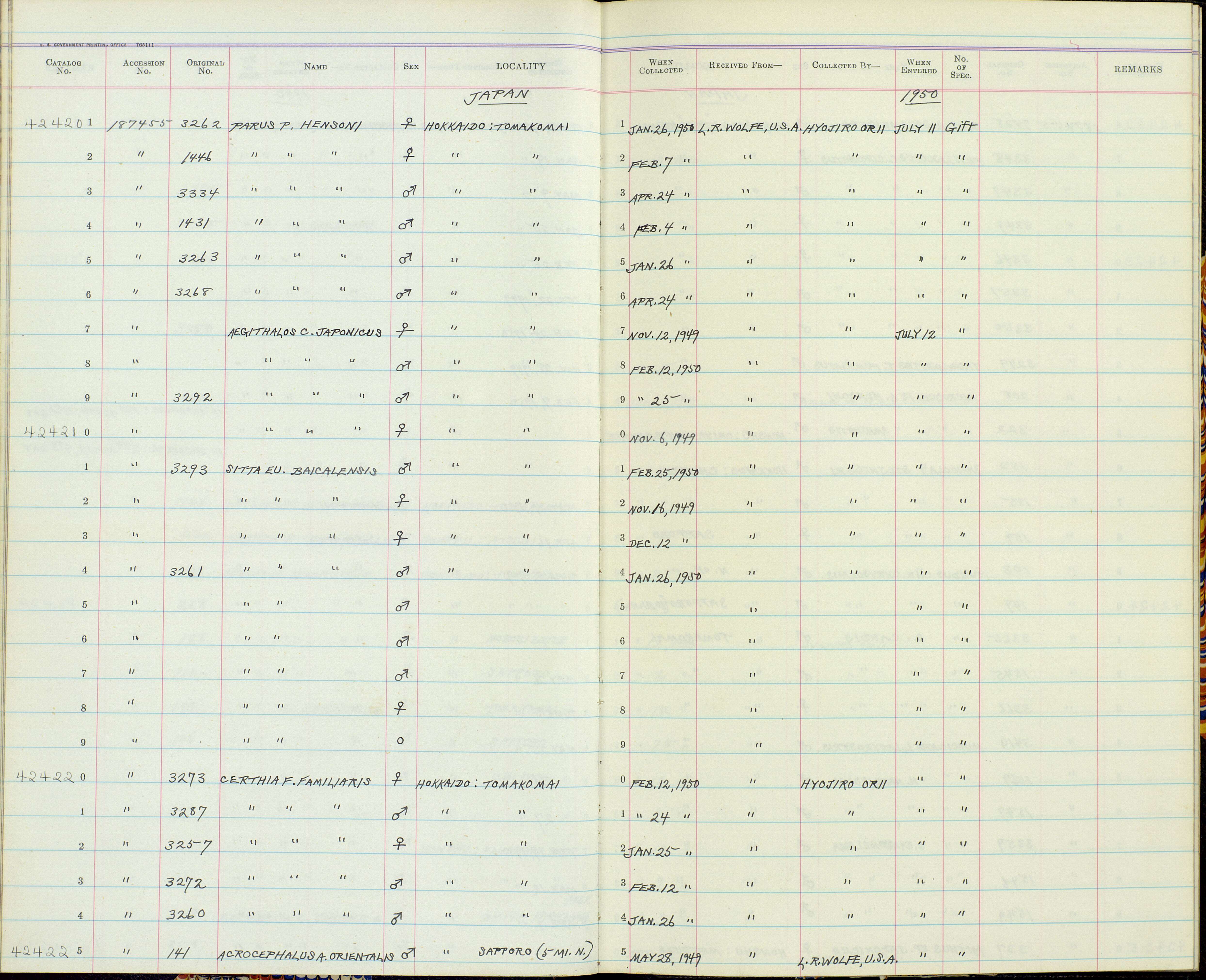 صورة Certhia familiaris daurica Domaniewski 1922