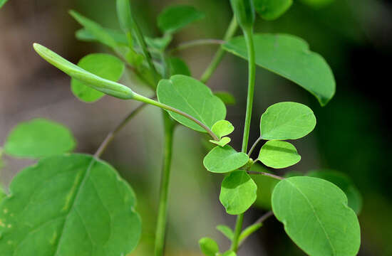 Imagem de Porophyllum leiocarpum (Urban) Rydb.