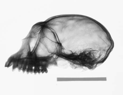 Plancia ëd Trachypithecus cristatus cristatus (Raffles 1821)