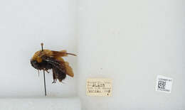 Image de Bombus morrisoni Cresson 1879