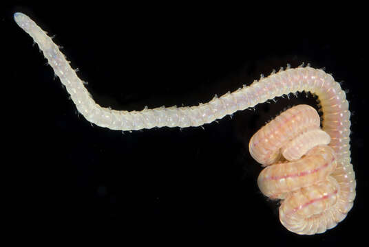 Image of Arabella subgen. Arabella