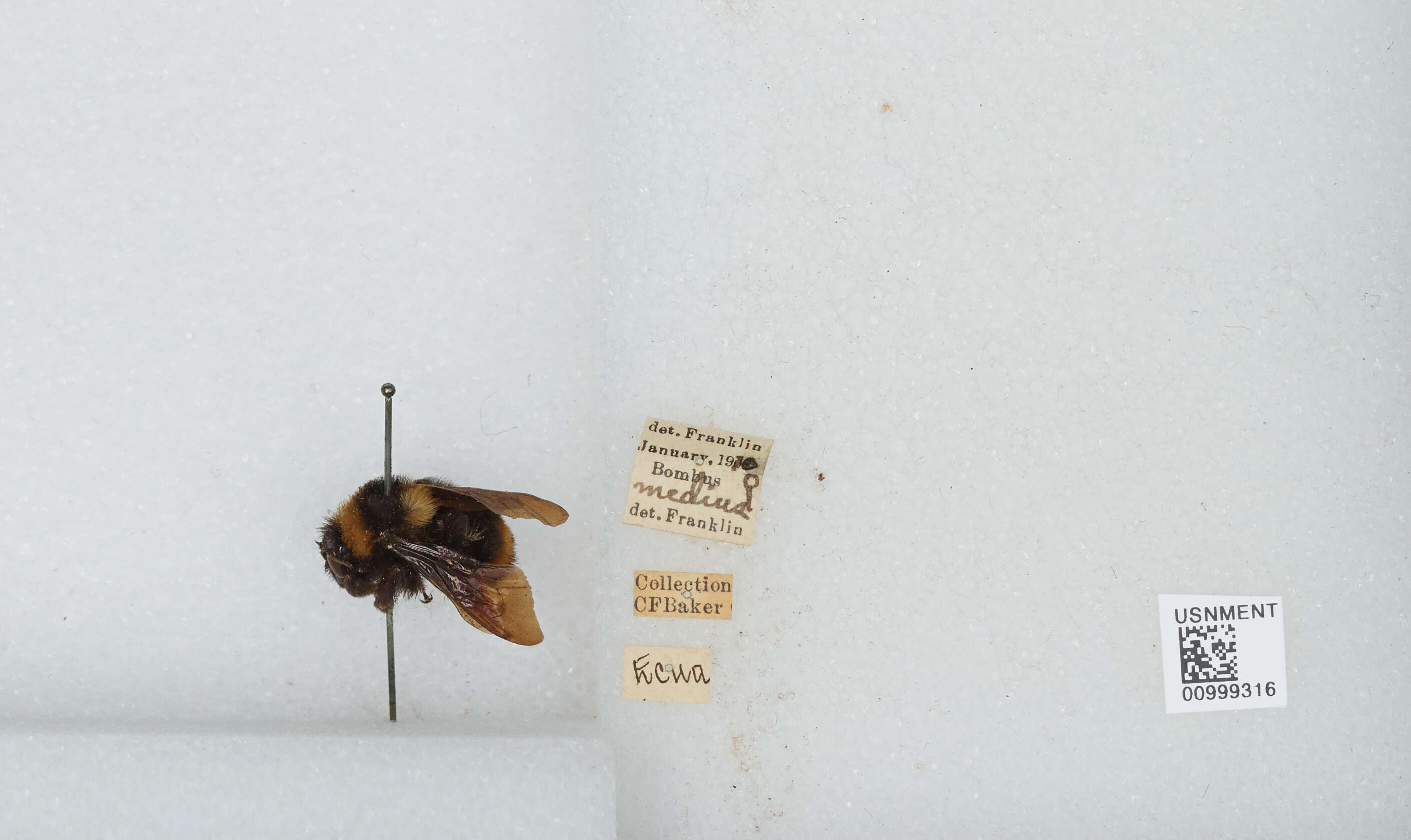 Image de Bombus medius Cresson 1864