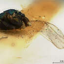 Image of Parasitoid wasp