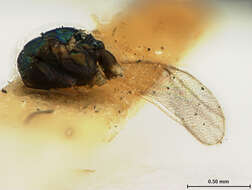 Image of Parasitoid wasp