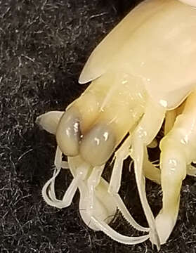 Image of <i>Gonodactylus acutirostris</i>