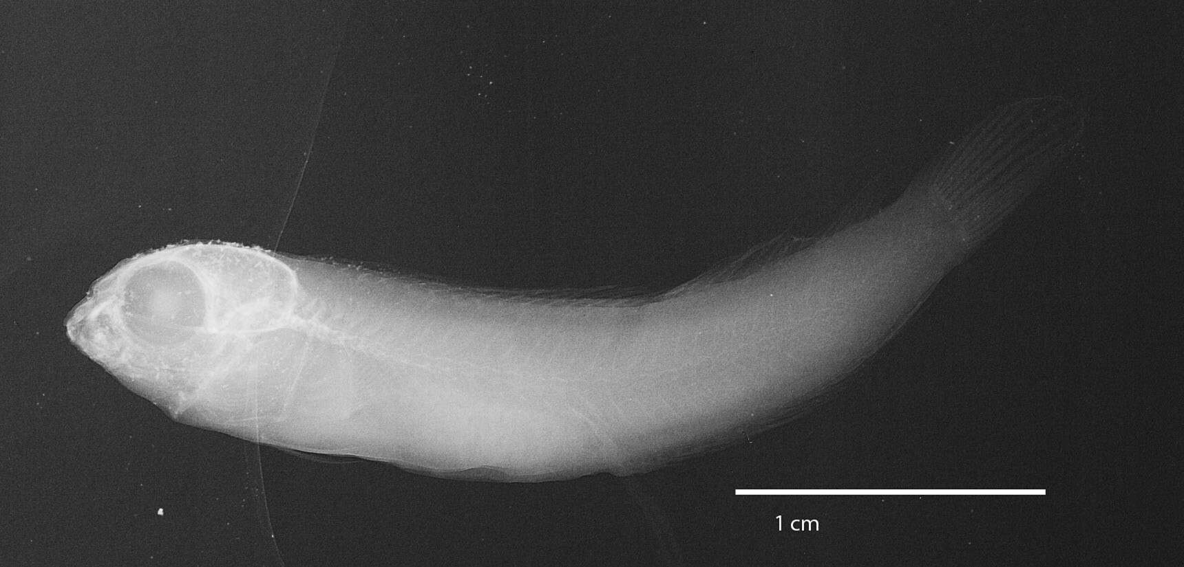 Слика од Meiacanthus abditus Smith-Vaniz 1987