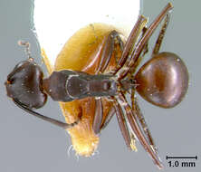 Image de Polyrhachis durvillei Donisthorpe 1938