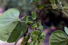 Image of velvetleaf