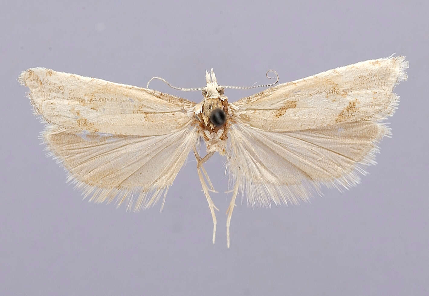 Image of Eucosma perpropinqua Heinrich 1929