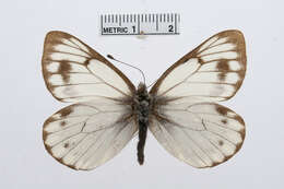 Image of Pieris Hübner 1819