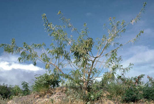 Image of Oahu riverhemp