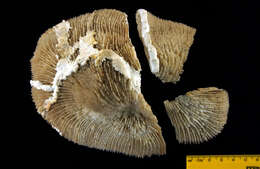 Image of plate coral