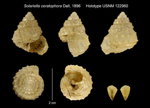 Imagem de Calliotropis ceratophora (Dall 1896)