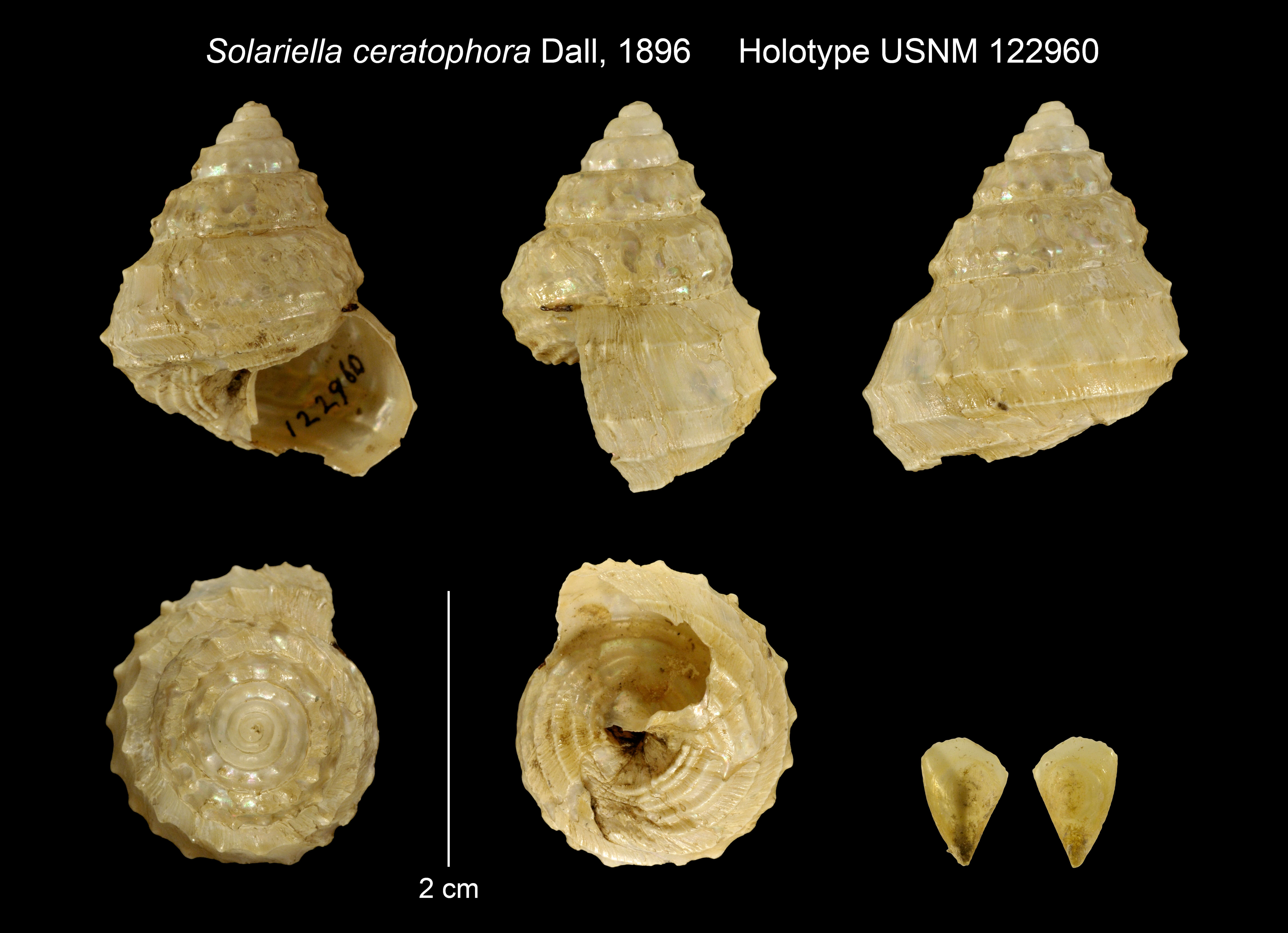 Image de Calliotropis ceratophora (Dall 1896)