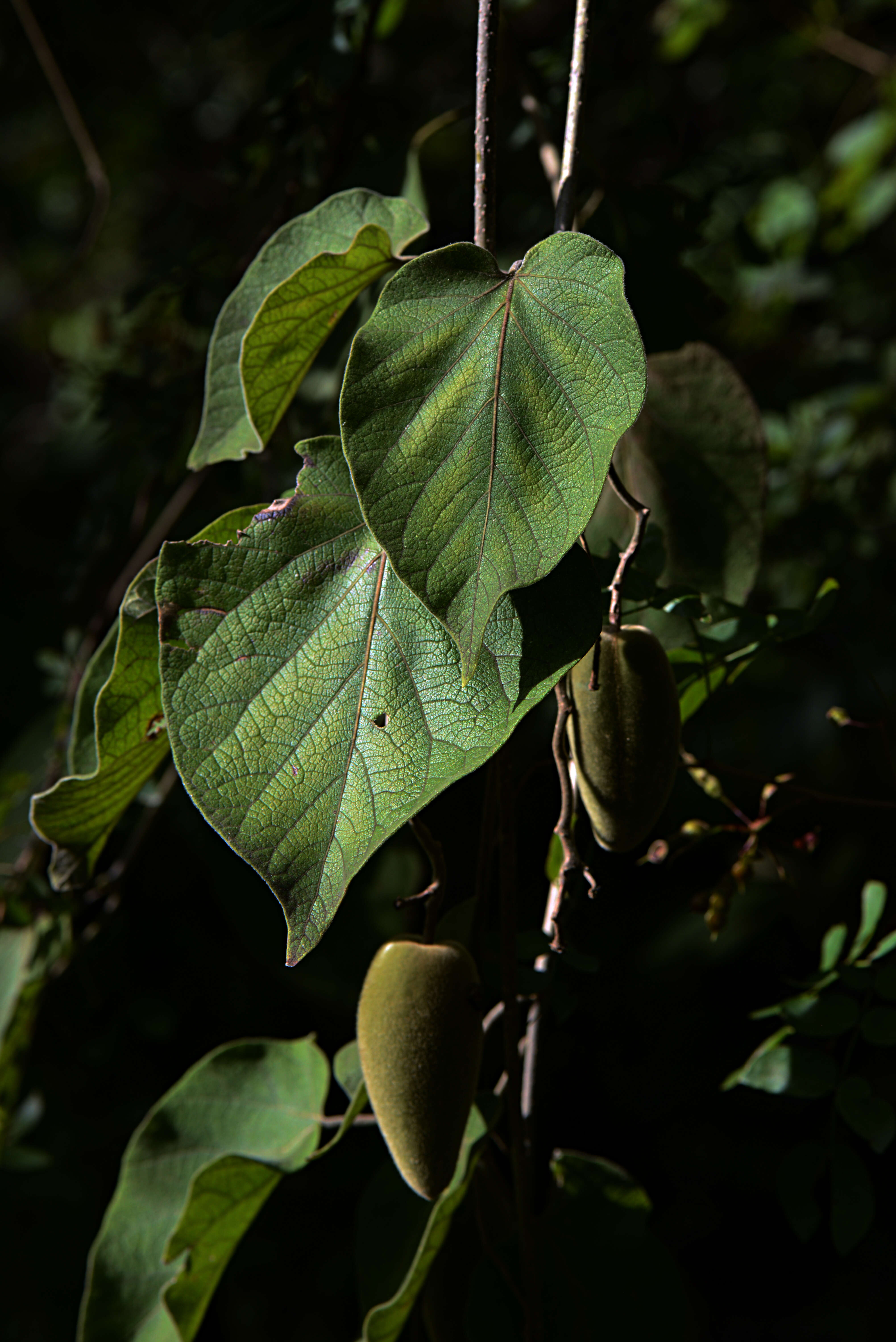Image of Marsdenia mexicana Decne.