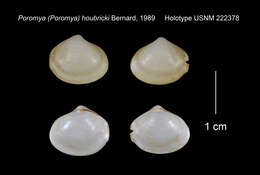 Image of Poromya houbricki F. R. Bernard 1989
