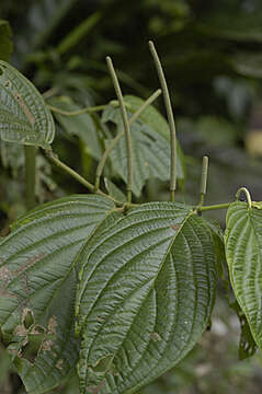 Image of Jamaican pepper