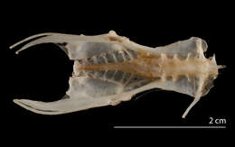Image de Turnix suscitator fasciatus (Temminck 1815)