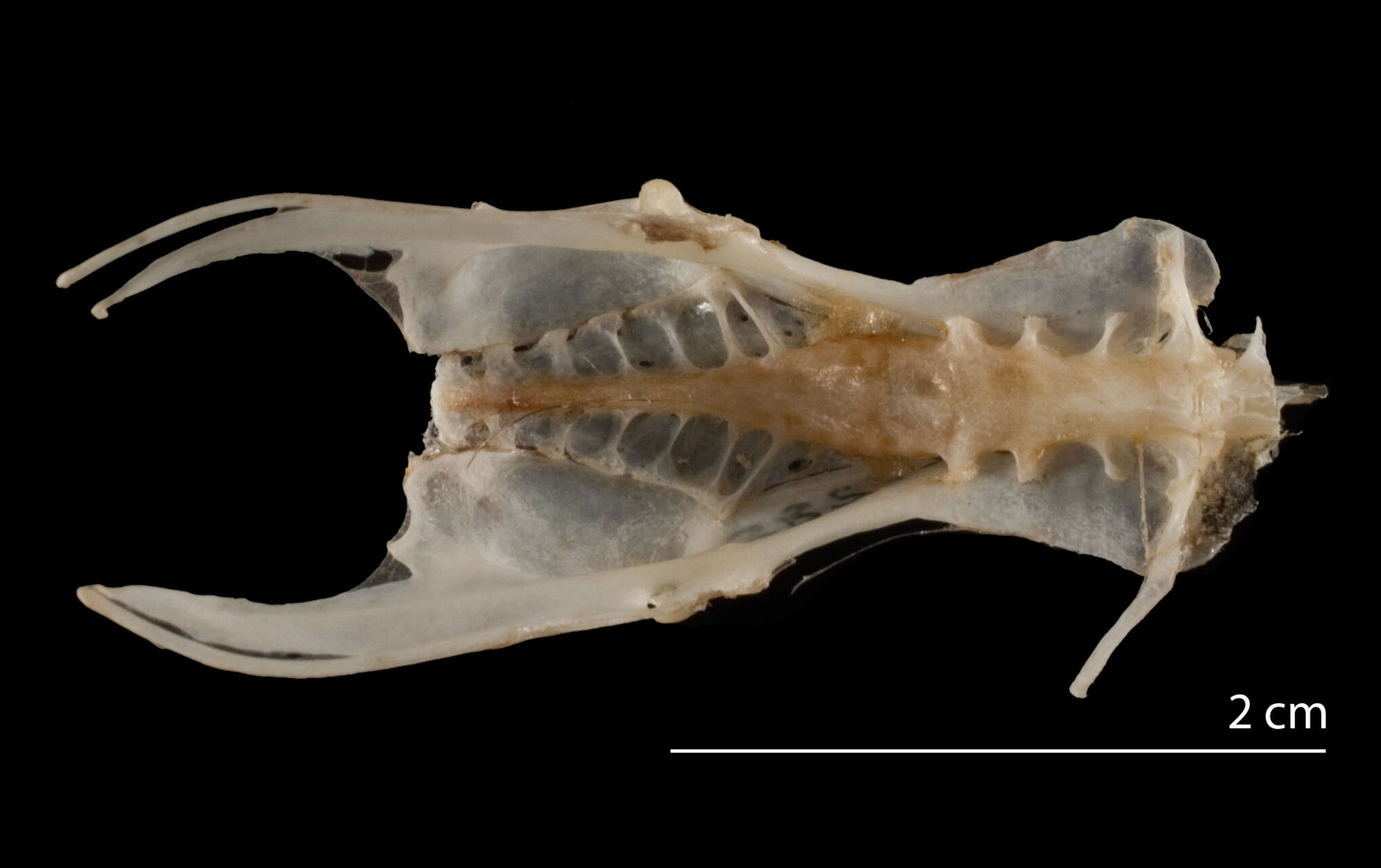 Image de Turnix suscitator fasciatus (Temminck 1815)
