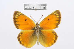 Image of Colias regia Grum-Grshimailo 1887